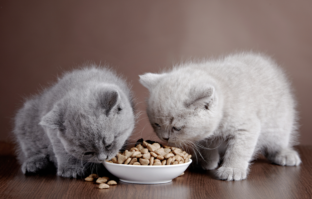 Kostenloses Katzenfutter komplett gratis Proben bestellen