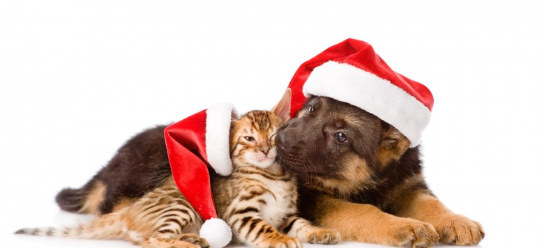 Bilder Katze Hund Zu Weihnachten