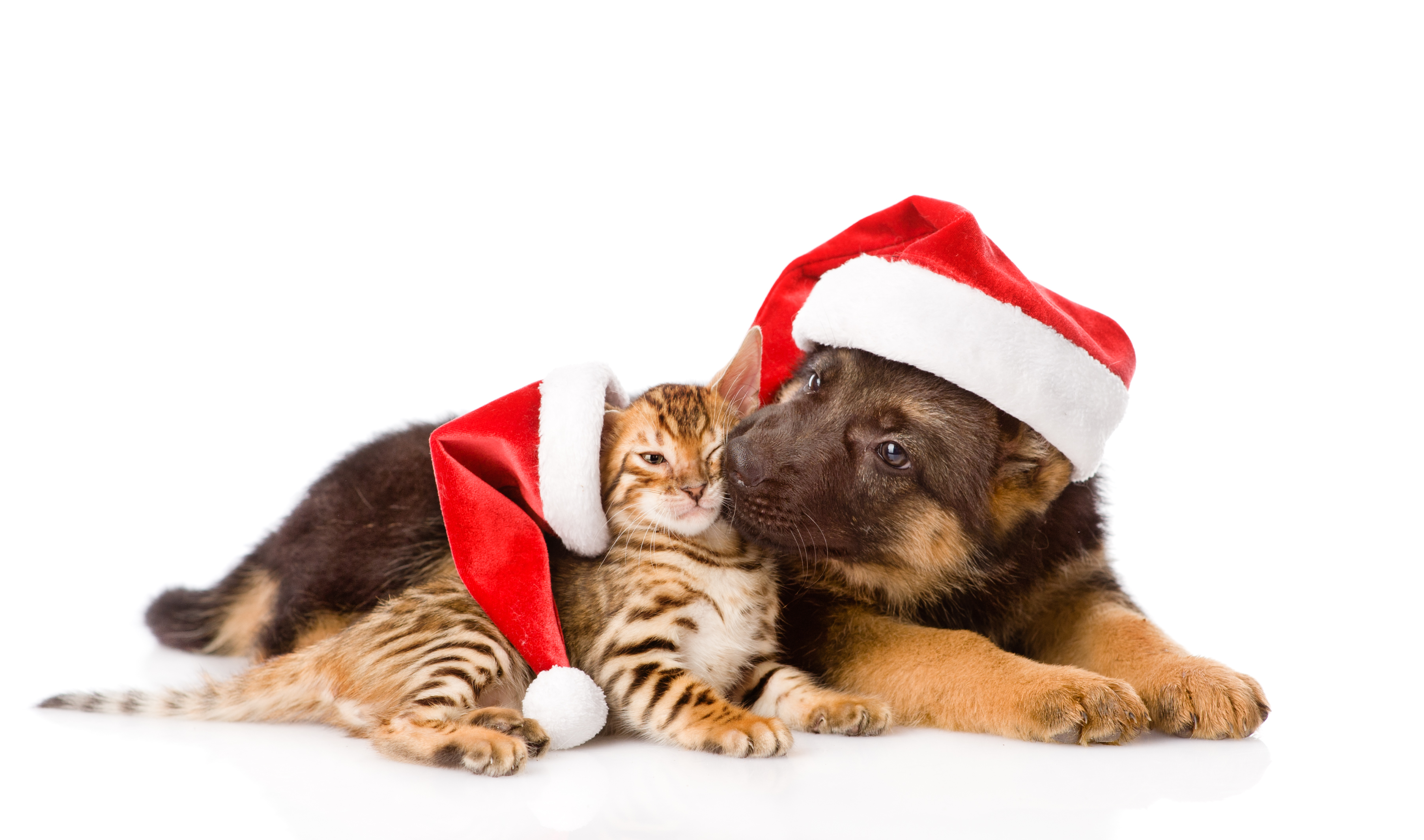 Stressfreie Weihnachten für Hund und Katze