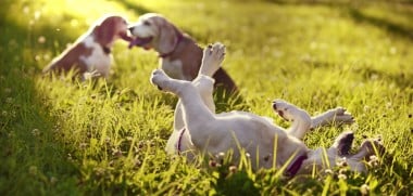 hunde spiele online mit anmeldung hunde spiele online mit anmeldung