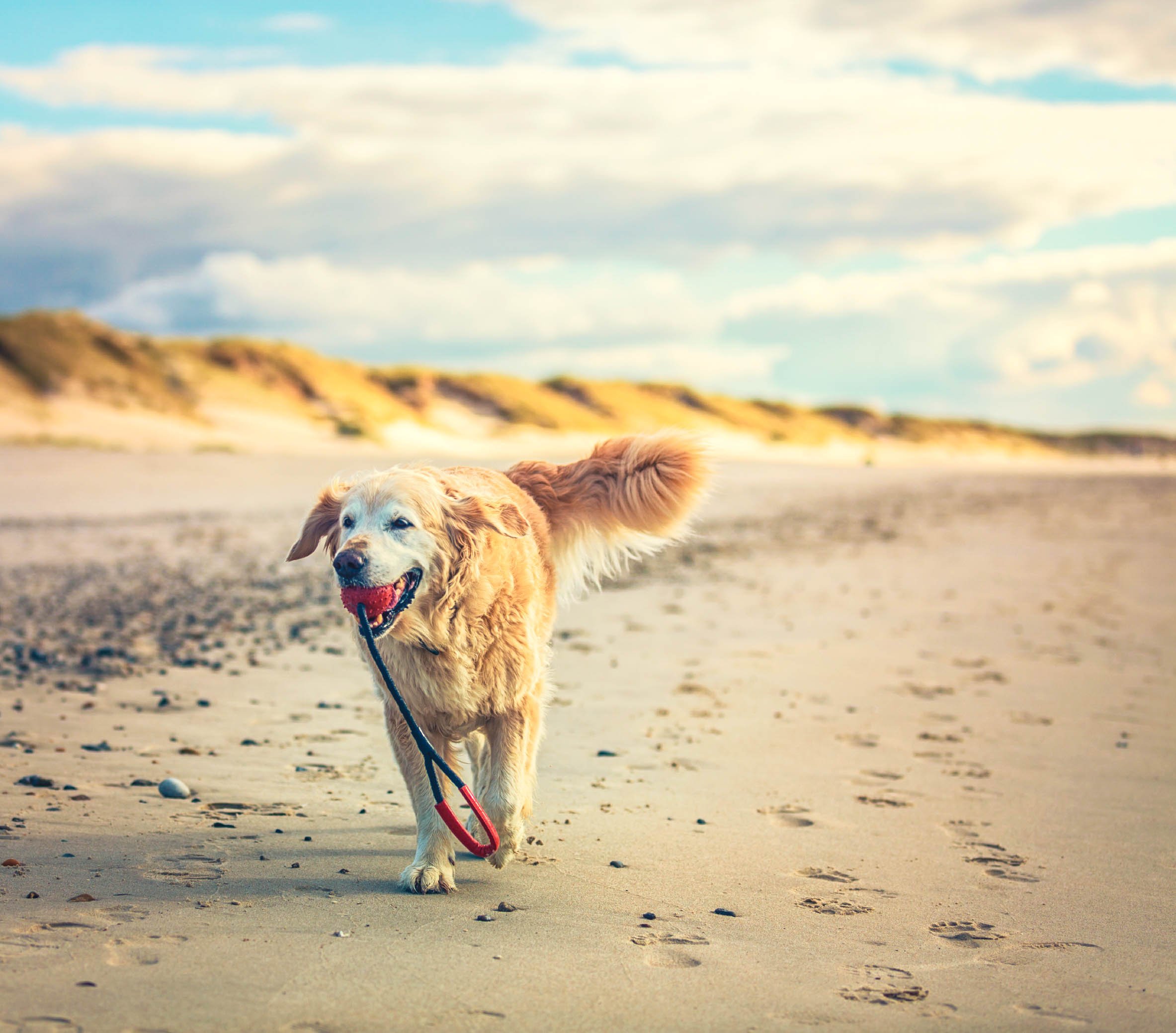 Urlaub mit Hund an der Ostsee