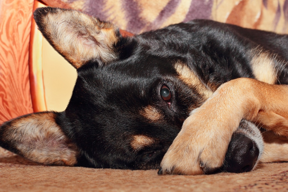 Hund Doki weicht seinem toten Besitzer nicht von der Seite!