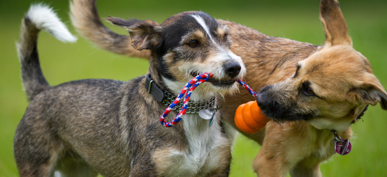 Hunde Spiele Hunde Spiele