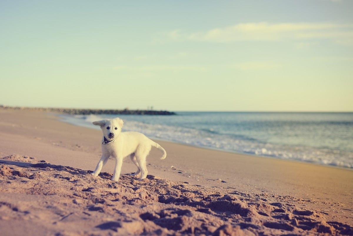 Hundestrände an der Ostsee für einen Urlaub mit Hund