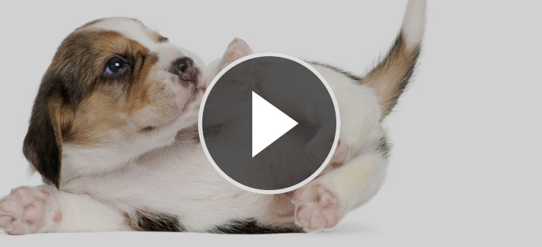 Video Süße Hundewelpen