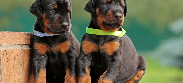 Tierquälerei in Köln Kupierter Dobermann zum Verkauf