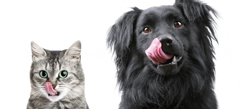 Das Futter von Hund oder Katze richtig umstellen