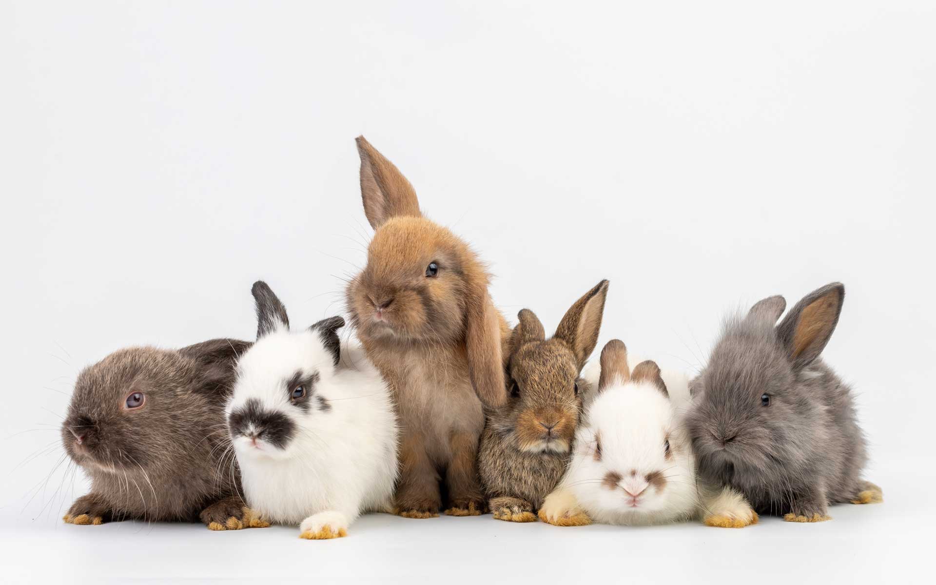 Kaninchen aneinander gewöhnen - was solltet ihr beachten