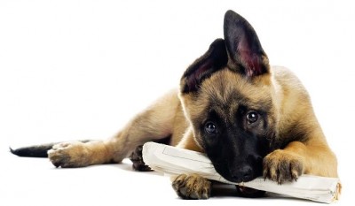 Hund Zeitung