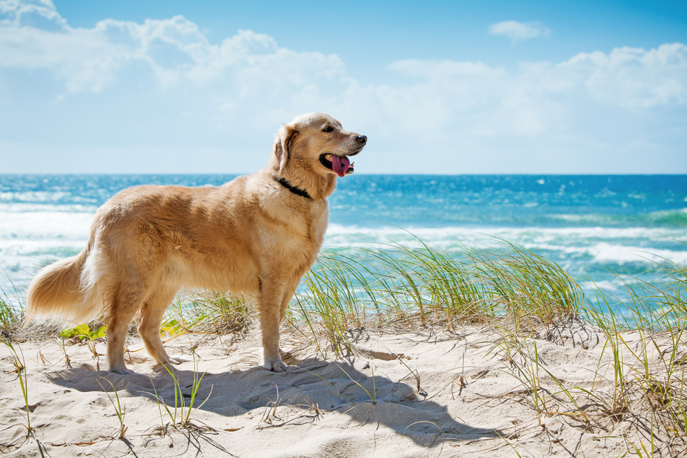 Die schönsten Reiseziele für einen Urlaub mit Hund