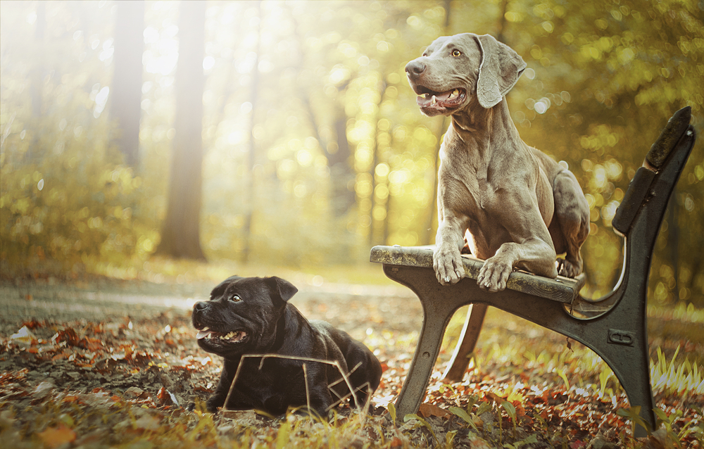 Tipps für Hunde im Sommer So erfrischt ihr euren Hund