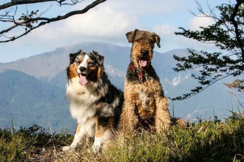 Urlaub mit Hund in Bayern Urlaub mit Hund in Bayern