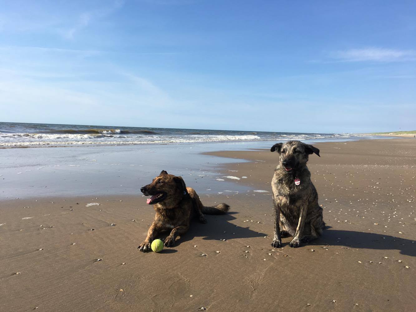 Hundestrände an der Nordsee