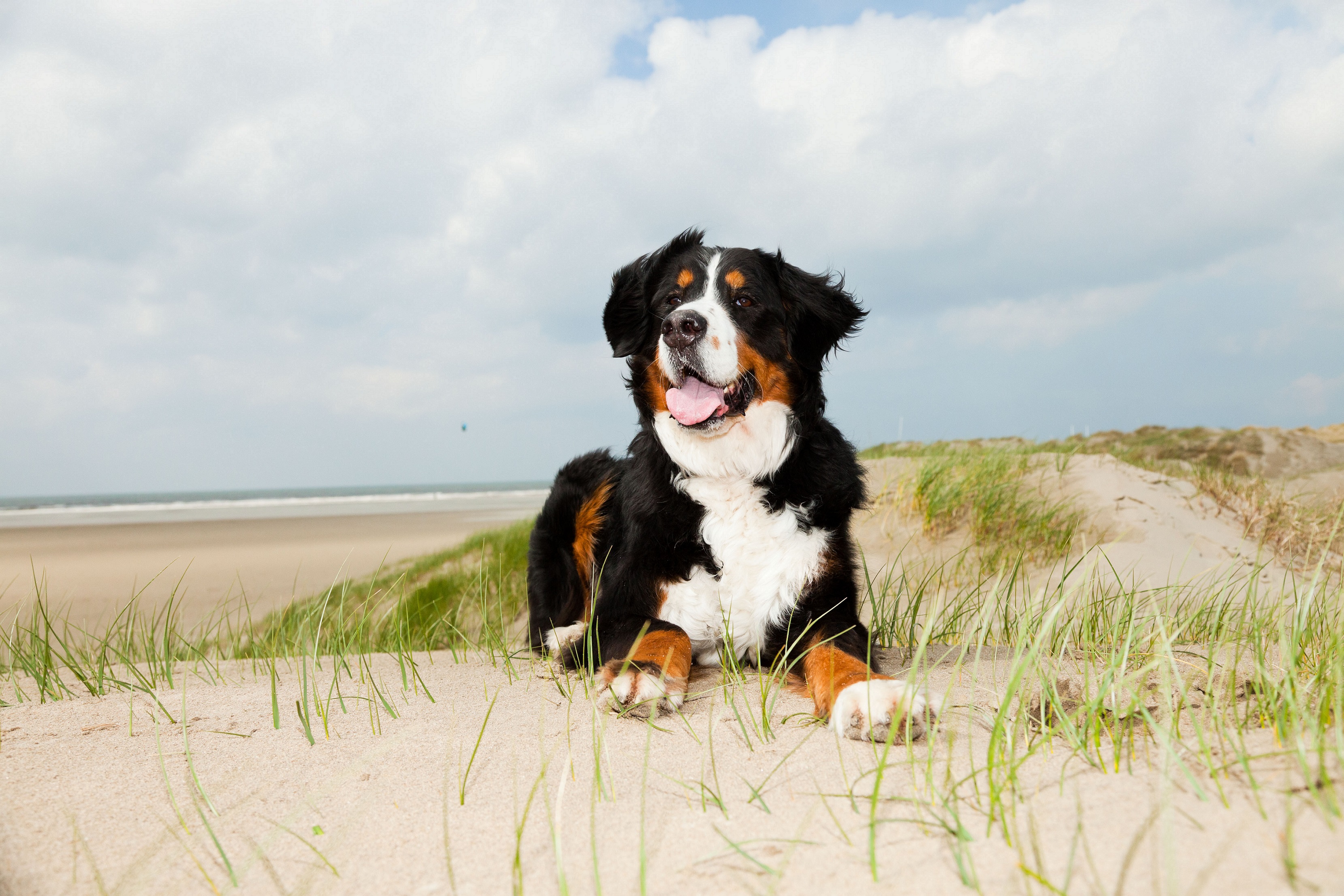 Die schönsten Reiseziele mit Hund im Überblick