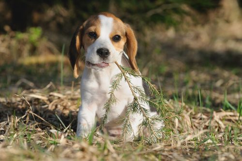 Urlaub mit Hund im Harz Urlaub mit Hund im Harz