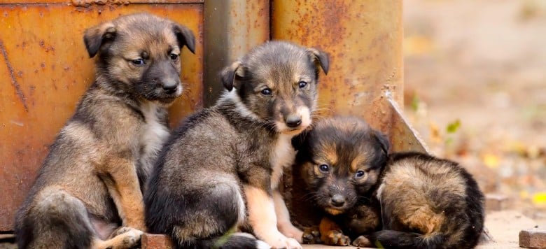 Tausche Pfandflasche gegen Hundefutter für Streuner