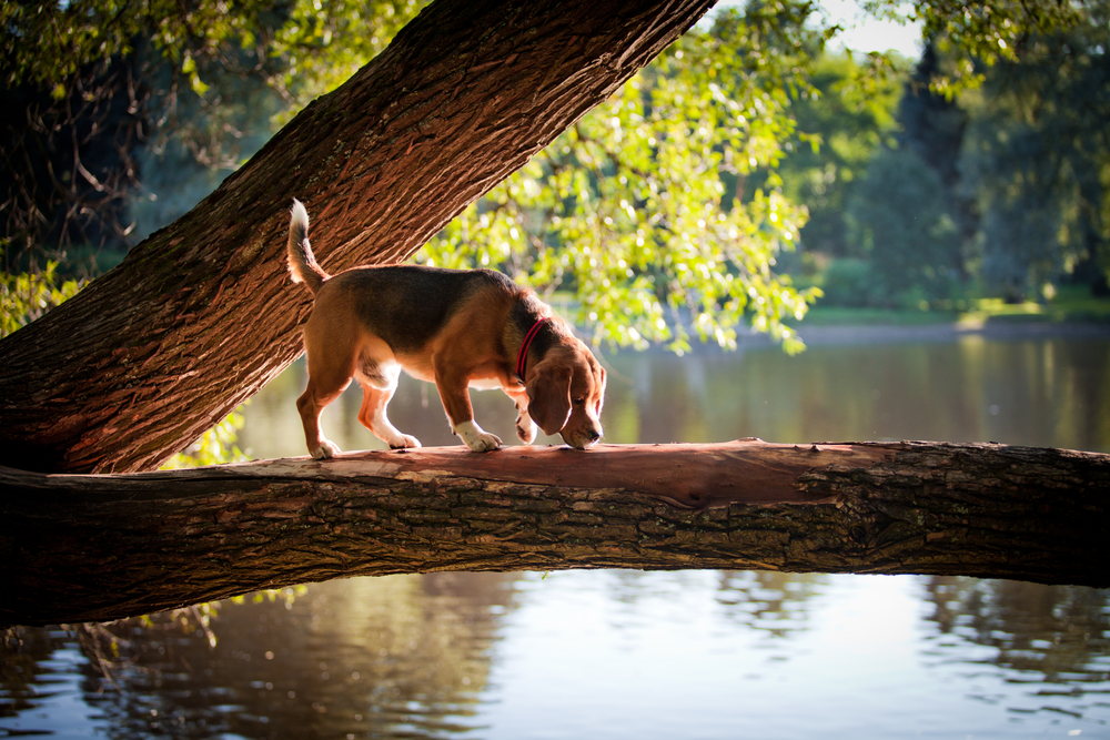 Wandern mit Hund Das sind die top 5 Wanderwege in Deutschland