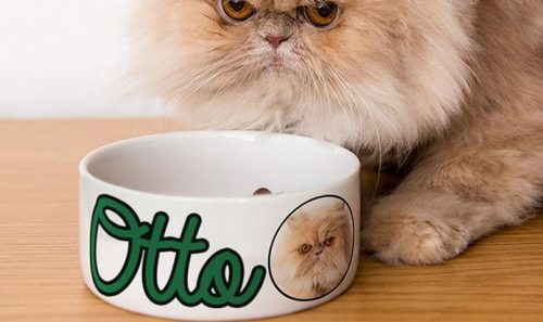 Futterschale_Groupon
