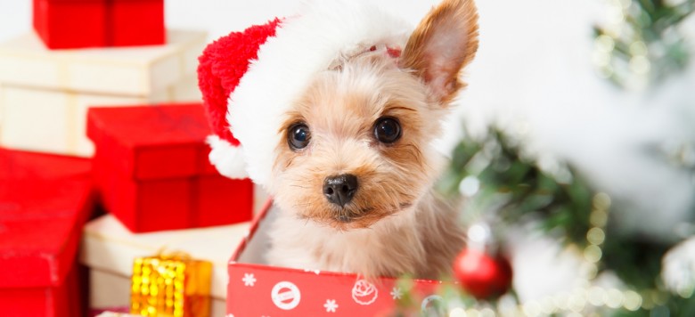 LuxuryDogs WeihnachtsÜberraschungsbox für Hunde
