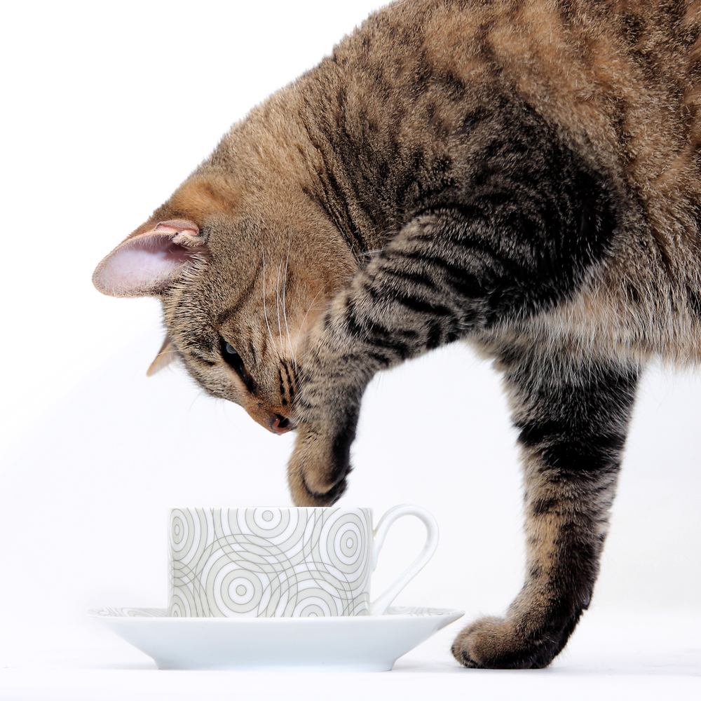 Katze und Kaffeetasse