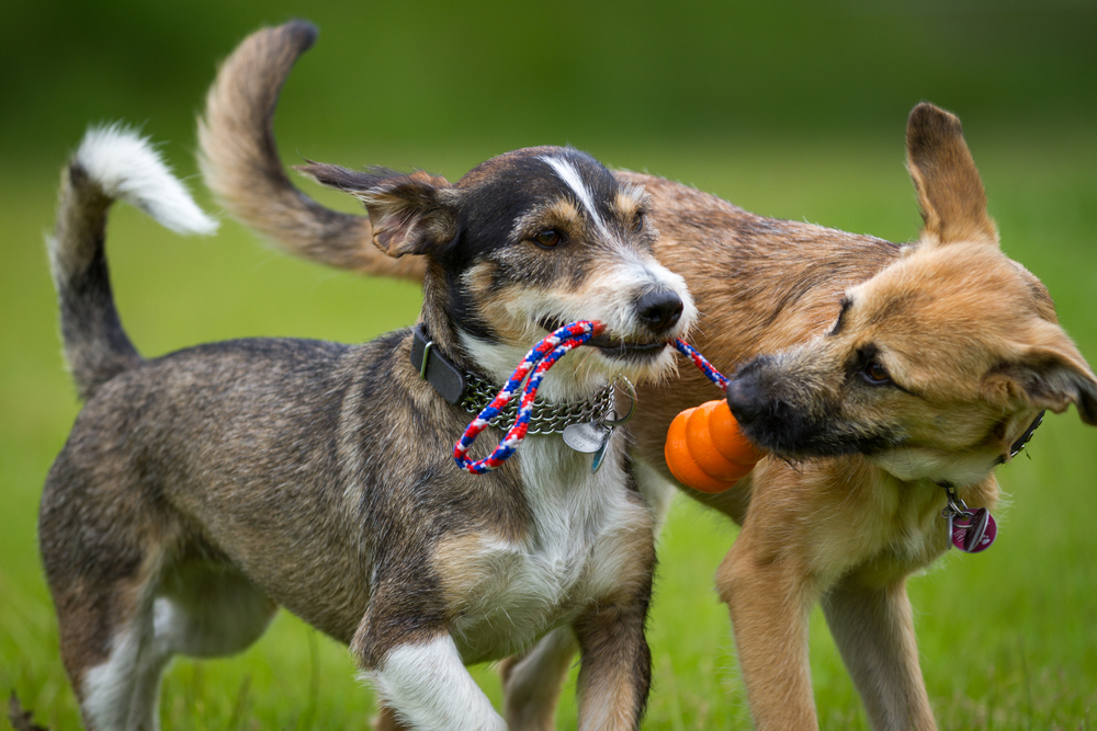Hunde Pflege Spiele Hunde Pflege Spiele