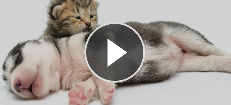 Video Katzen treffen zum ersten Mal auf Hundewelpen