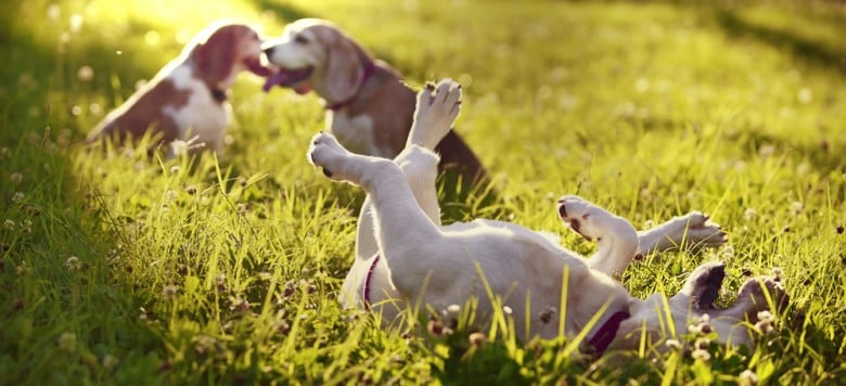 Hunde Spiele Gratis Hunde Spiele Gratis