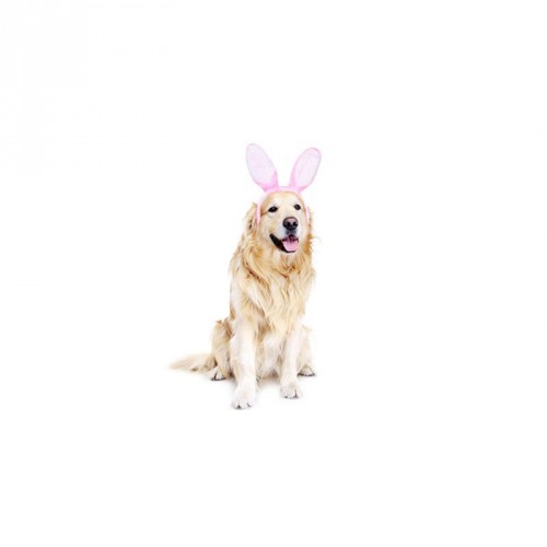 Hund überraschung