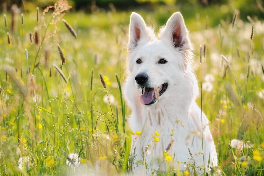 Gratisproben REAL NATURE