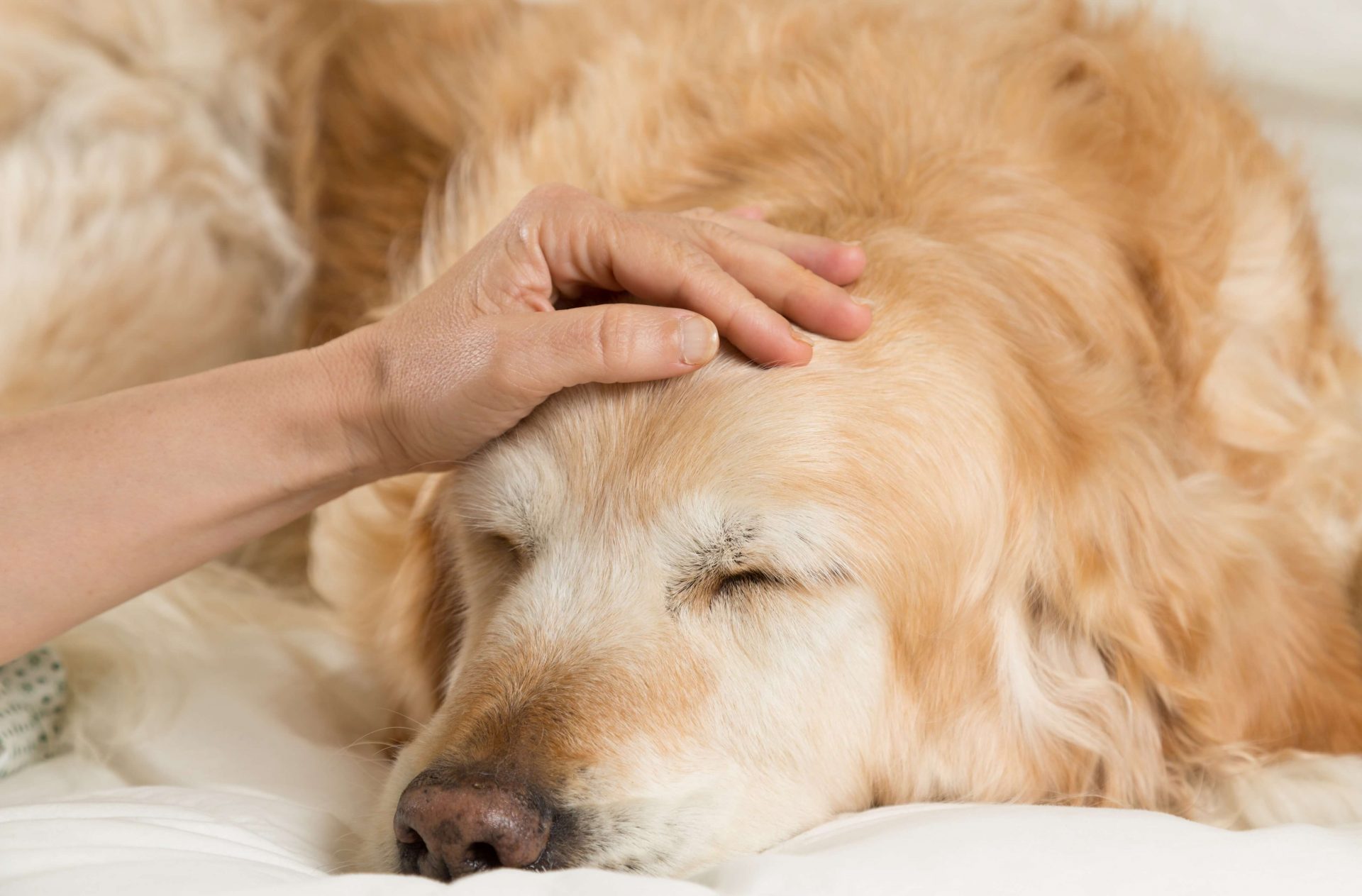 Ein Hund ist krank nach Aufnahme von Giftködern