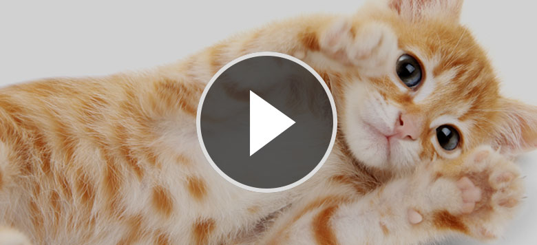 Katzen Und Gurken Video