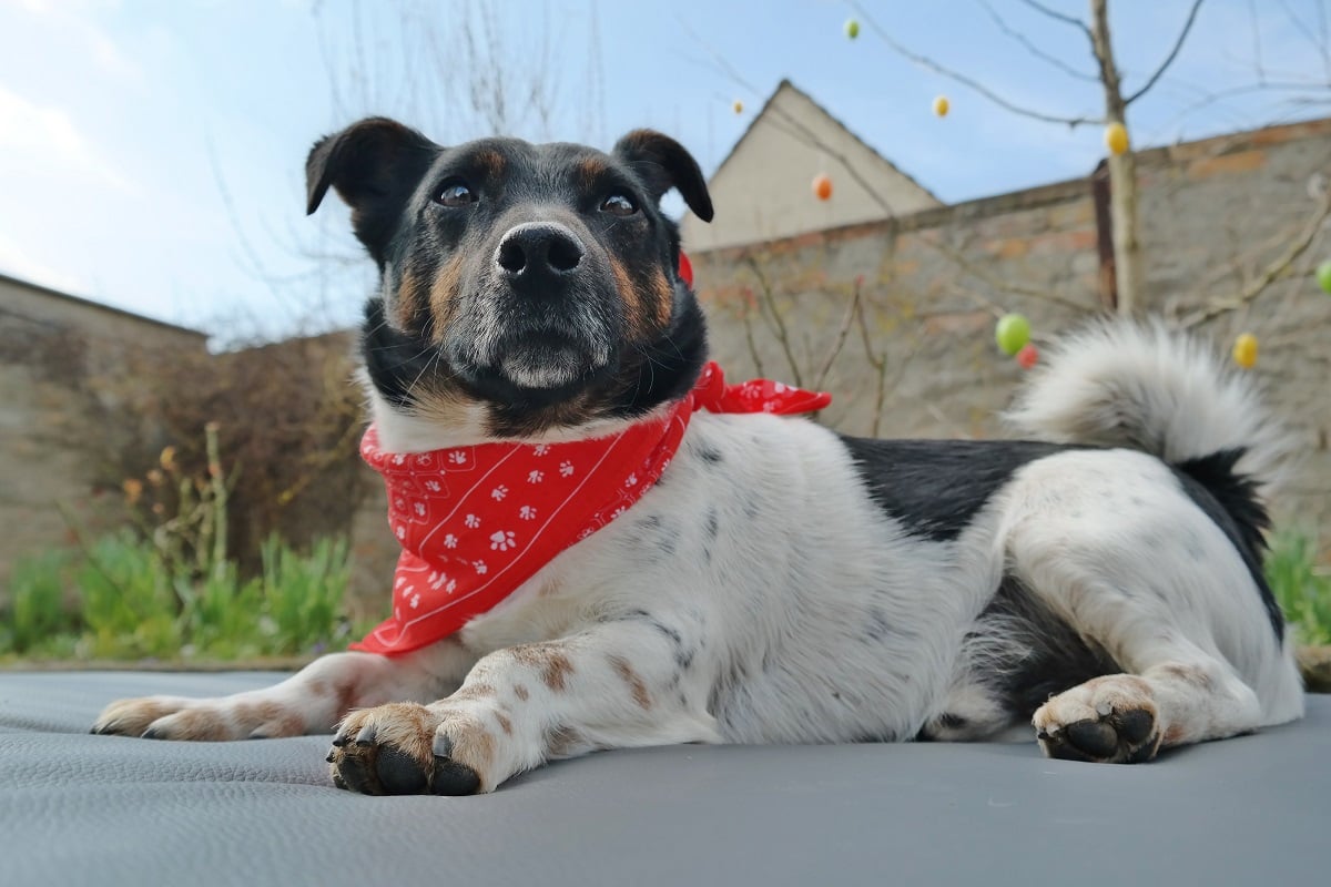 Testbericht: Matratze OSCAR VISCO von tierlando
