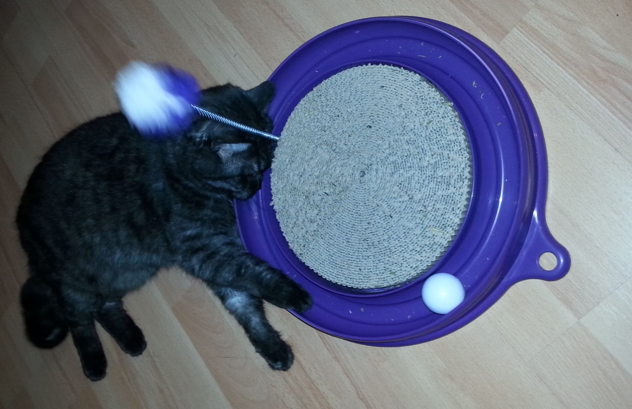 Testbericht: Catit Play-n-Scratch – Das Katzenspielzeug, dass Katzen begeistert!