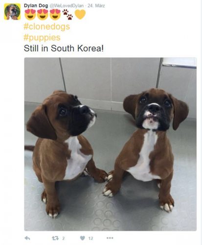 hund klonen hund klonen