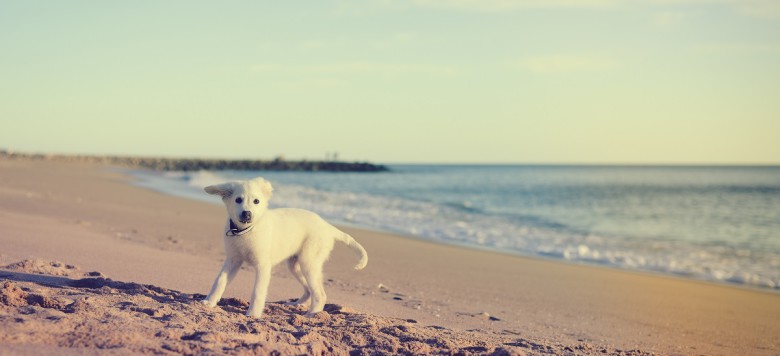 ferienhaus travemünde mit hund