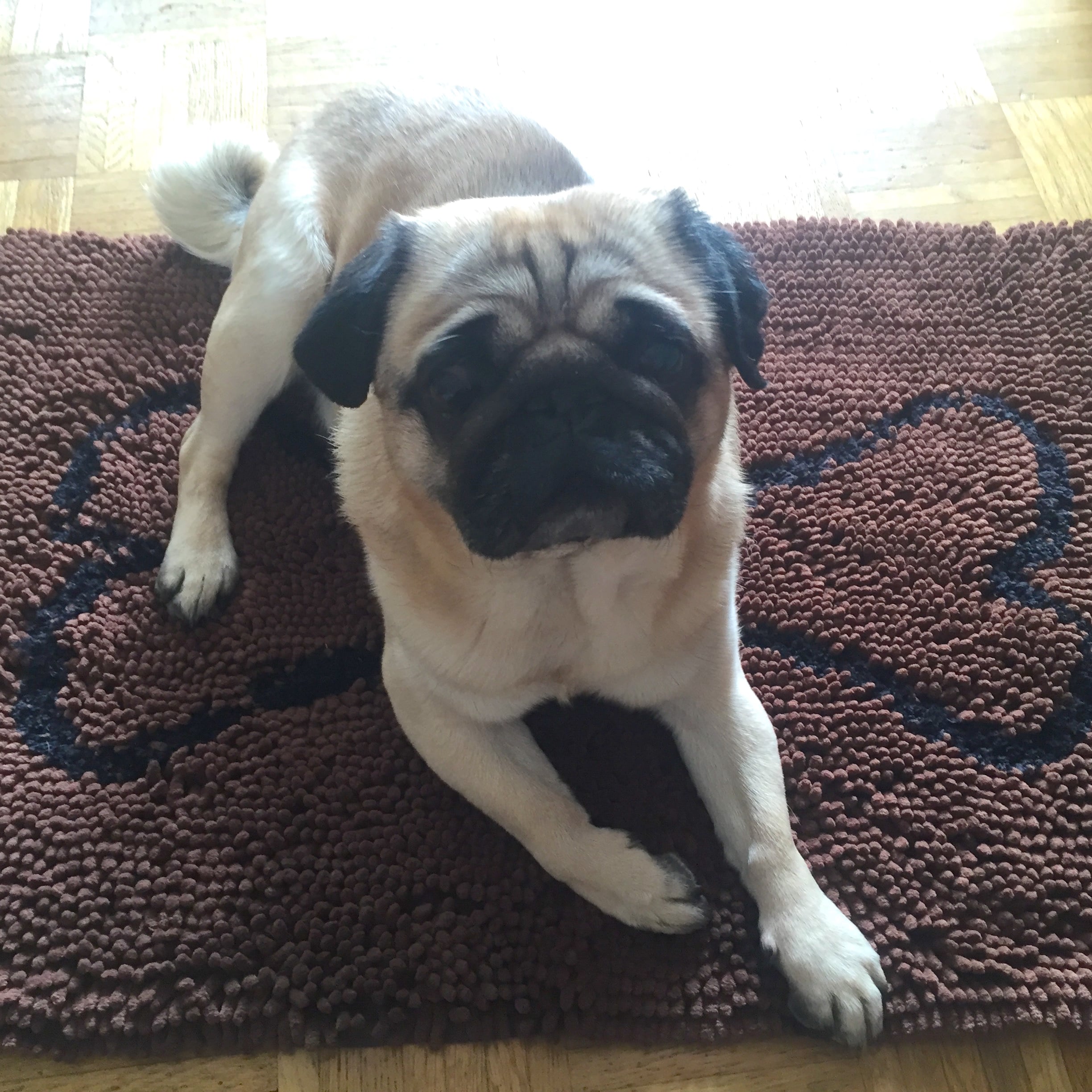 Testbericht: Wolters Dirty Dog Doormat