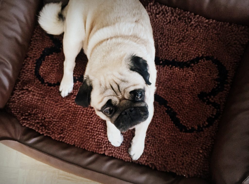 Testbericht Wolters Dirts Dog Doormat