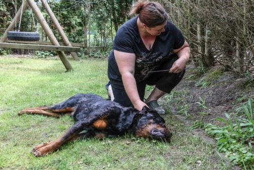 Haemelerwald-SEK-erschiesst-Rottweiler-Jago_ArtikelQuer