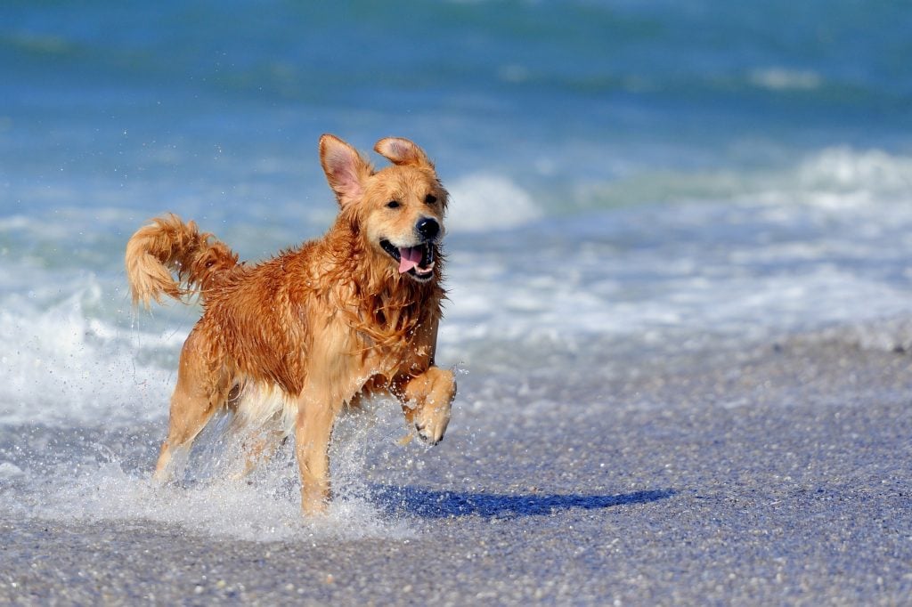 Hundestrände an der Ostsee für einen Urlaub mit Hund
