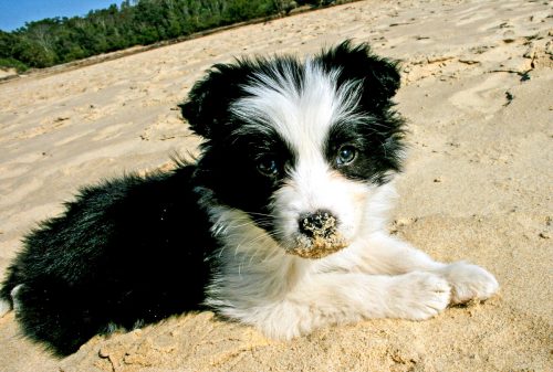 Hund am Ostseestrand Hund am Ostseestrand