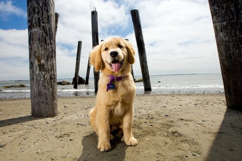 Hundestrand an der Ostsee Hundestrand an der Ostsee