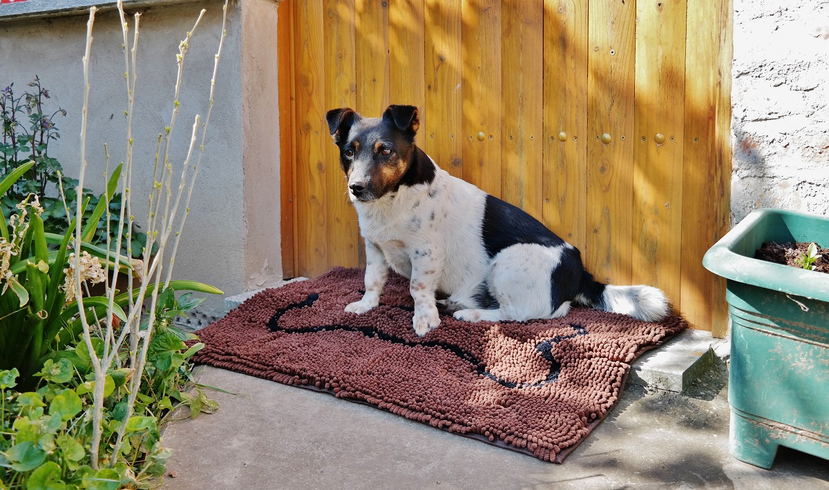 Testbericht: Wolters Dirty Dog Doormat