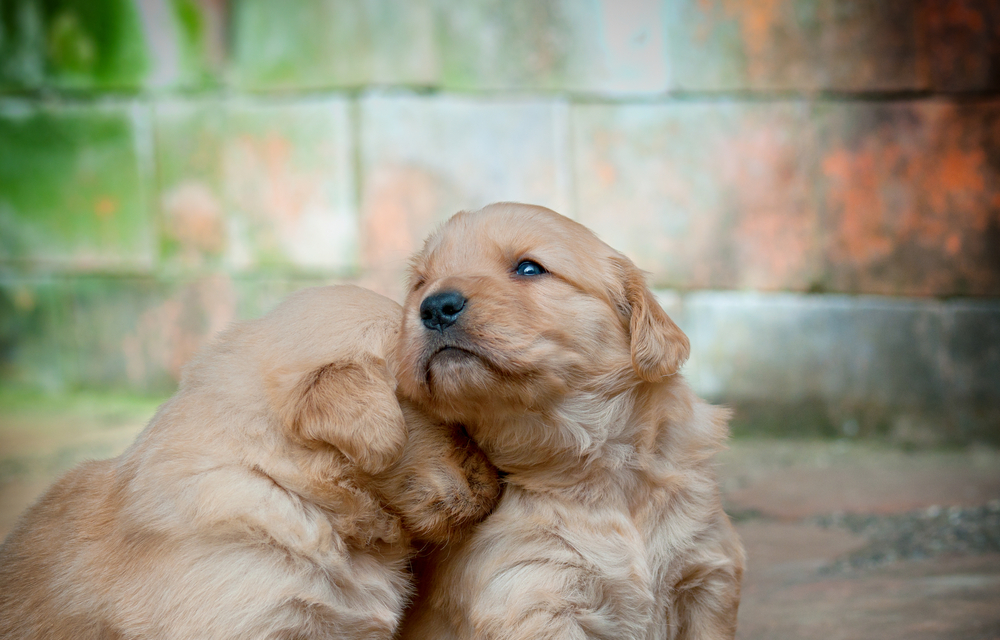Jetzt gratis Eukanuba Puppybox bei zooplus sichern!