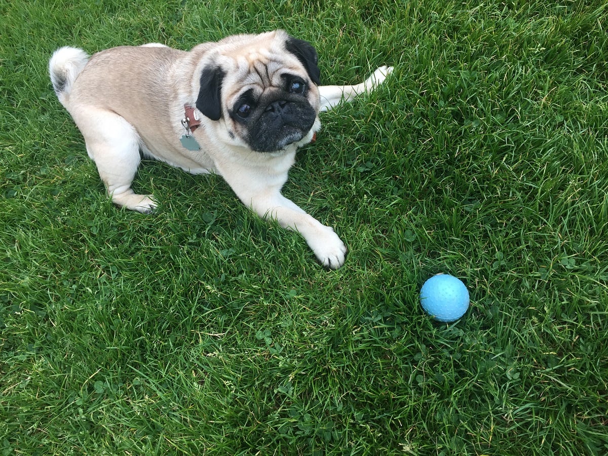 Testbericht: Wolters Bite Me! Bounzer & Wolters Bite Me! Vamp