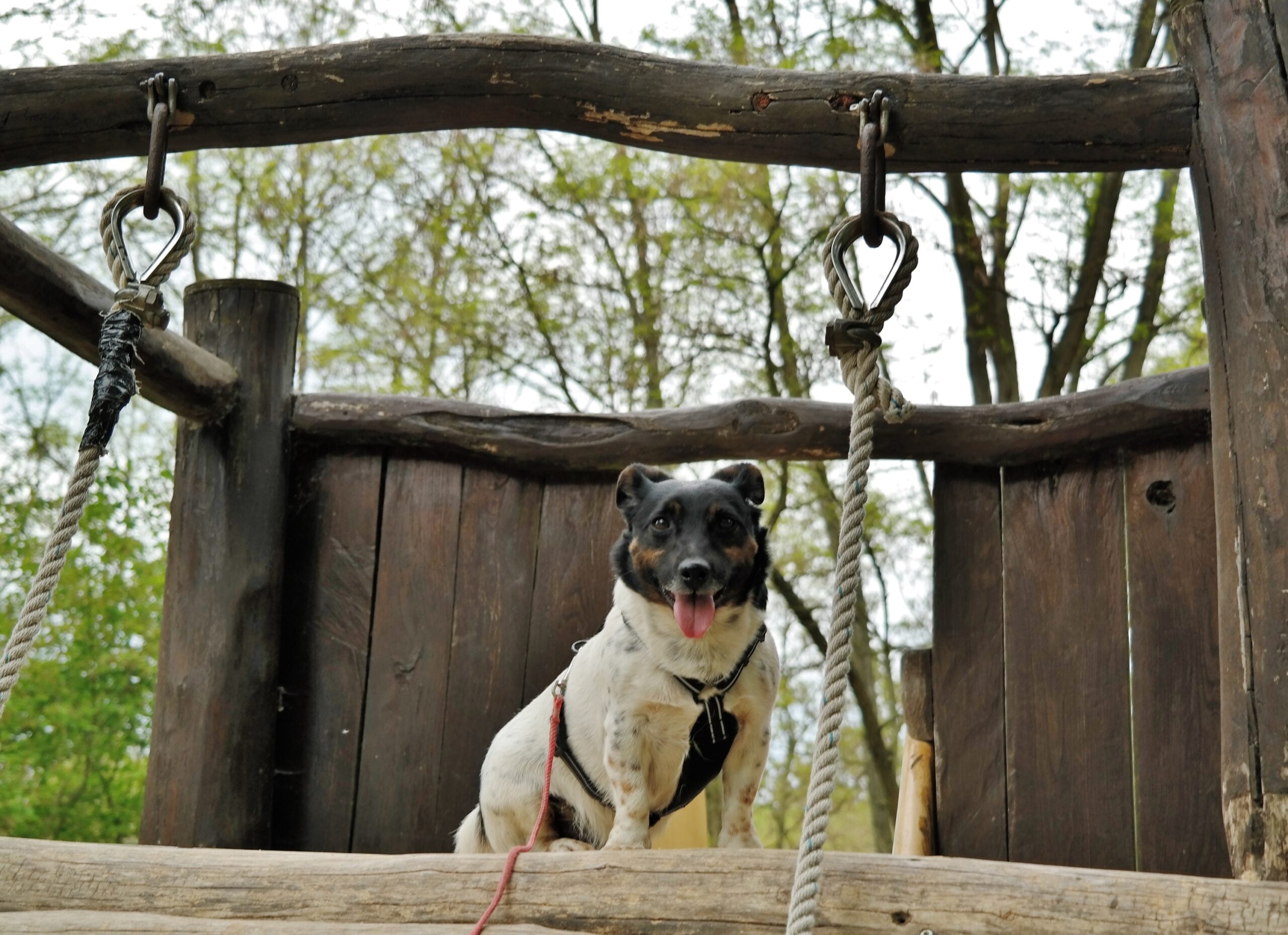 Testbericht: alcott Abenteuergeschirr für Hunde