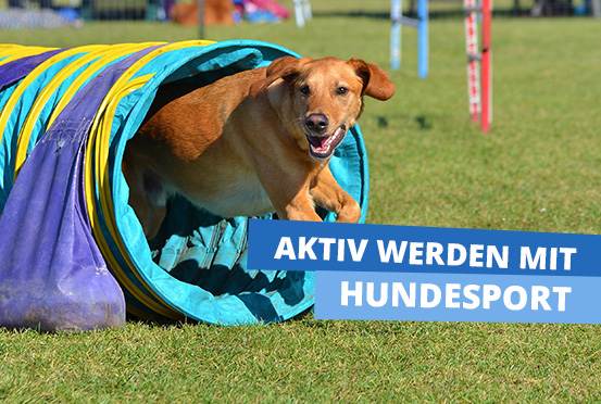 Beitragsbild_Agility