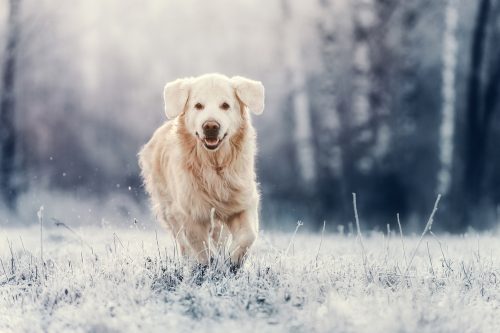 Hund Winter
