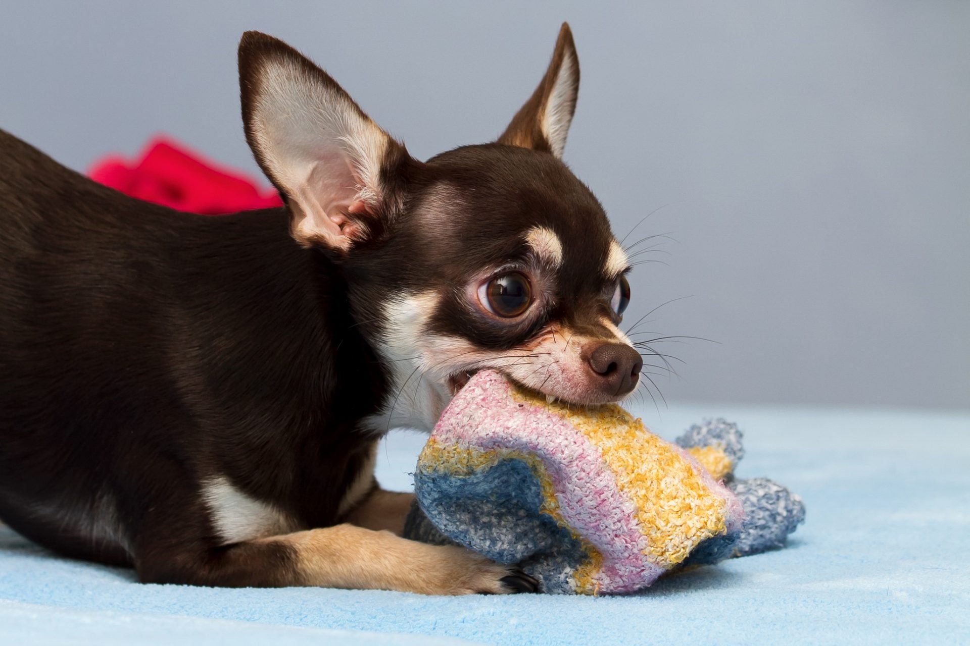 Beschäftigung für Hunde