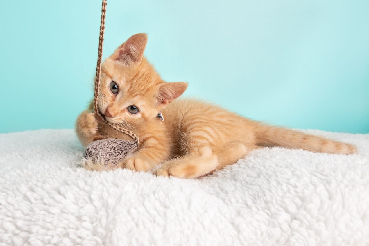 Katzenspielzeug - Abwechslung im Alltag eurer Samtpfote