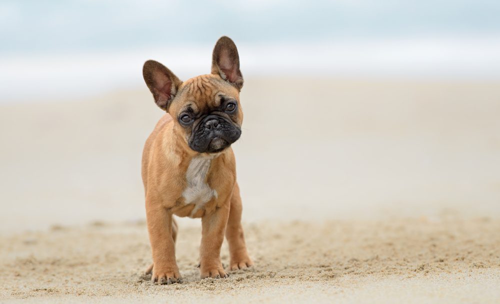 Urlaub Hund in - Das ihr beachten!